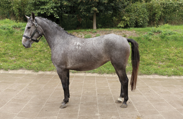 PIATNIK製 トランプ リピッツァナー(軽種馬) Lipizzaner I PIATNIK製 トランプ リピッツァナー(軽種馬) Lipizzaner I