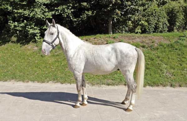 PIATNIK製 トランプ リピッツァナー(軽種馬) Lipizzaner I PIATNIK製 トランプ リピッツァナー(軽種馬) Lipizzaner I