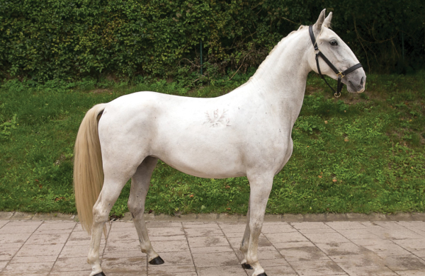 Lipizzaner Auction