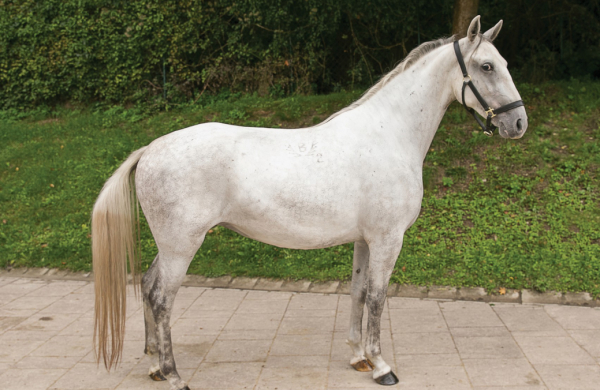 PIATNIK製 トランプ リピッツァナー(軽種馬) Lipizzaner I 8dbead64-8cd8-4381-8cc5-