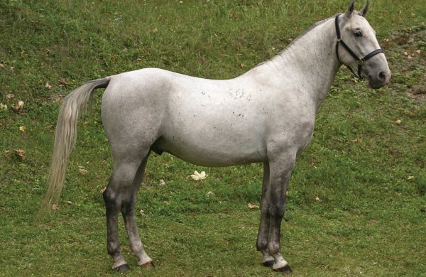 Lipizzaner Auction