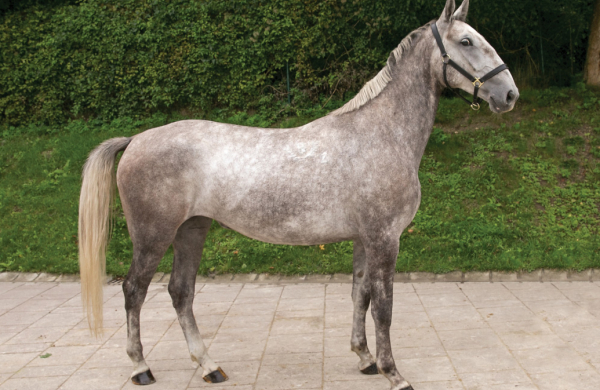 Lipizzaner Auction