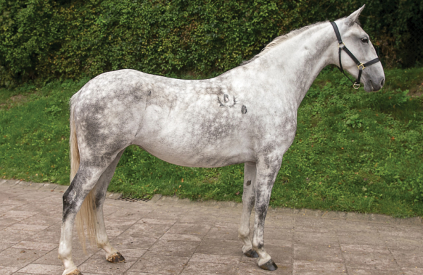 Lipizzaner Auction